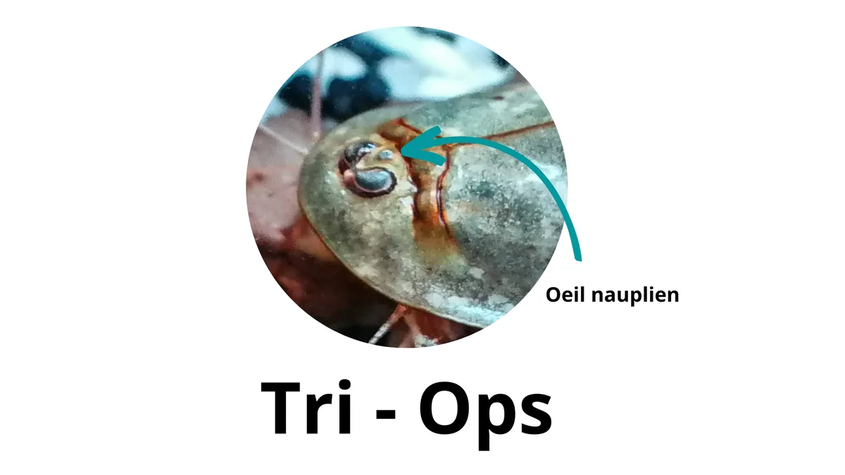 Les 3 yeux du triops
