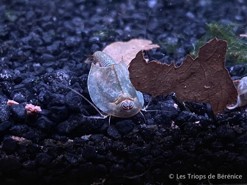 Triops à côté d'une feuille de catappa