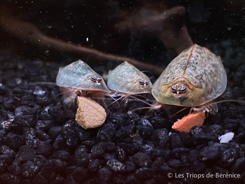 Trois triops autour de gaufres de nourriture