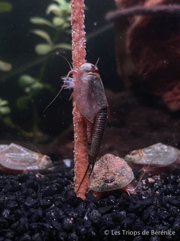 Triops grimpant sur un lollie