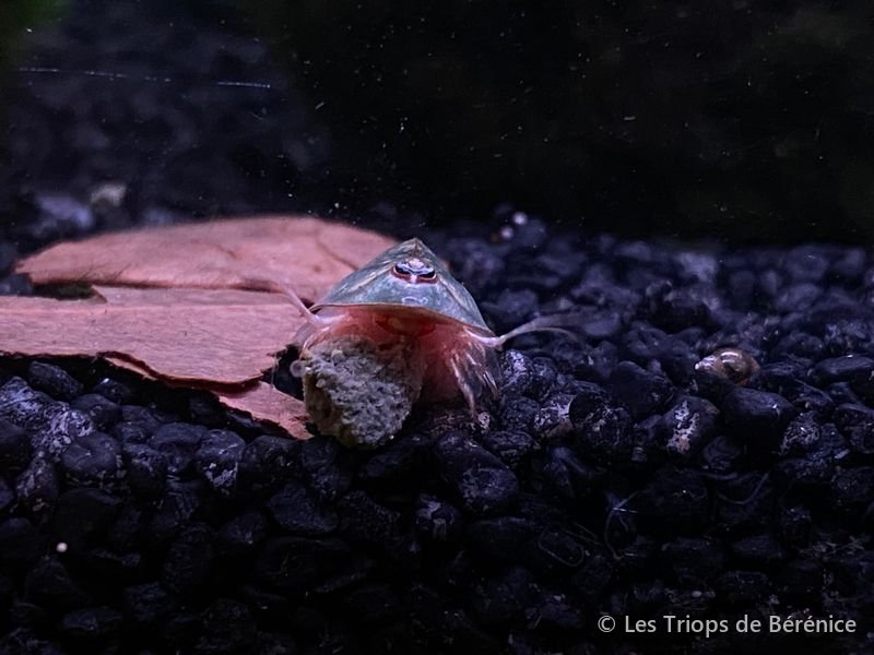 Triops en train de manger une pastille de nourriture