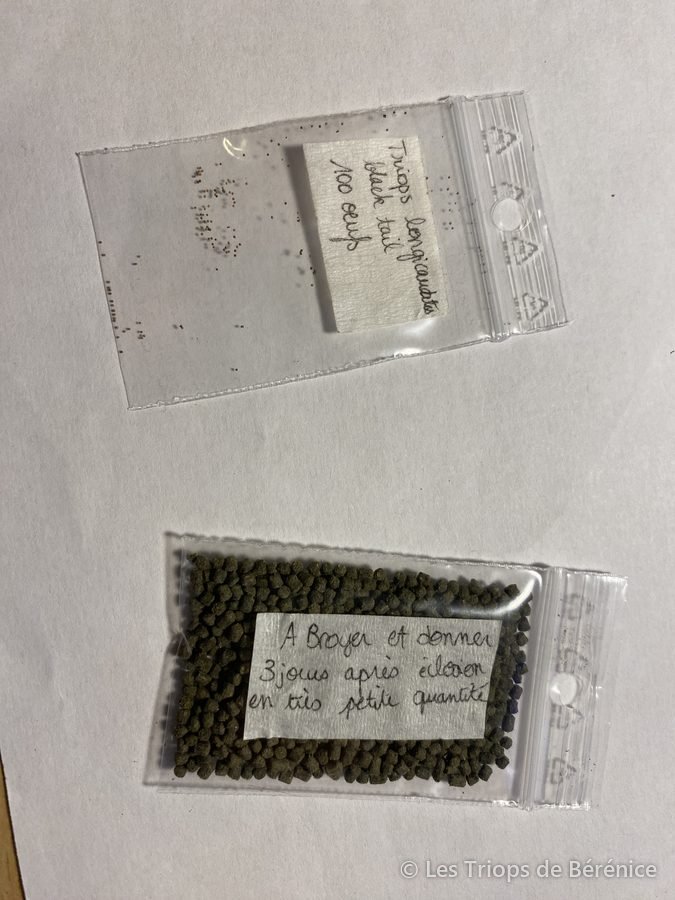 Sachets d'œufs de triops étiquetés