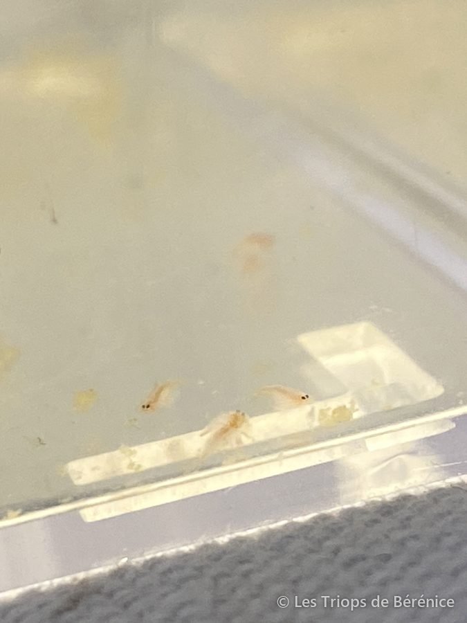 Nauplis de triops dans le récipient d'éclosion