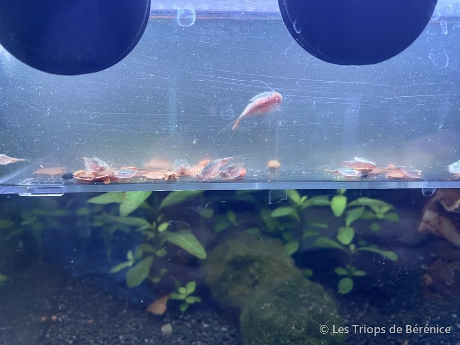 Récipient d'éclosion posé dans l'aquarium pour l'acclimatation