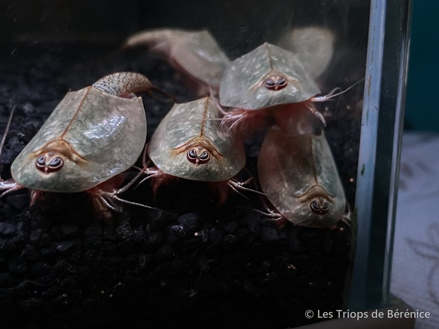 Groupe de triops adultes