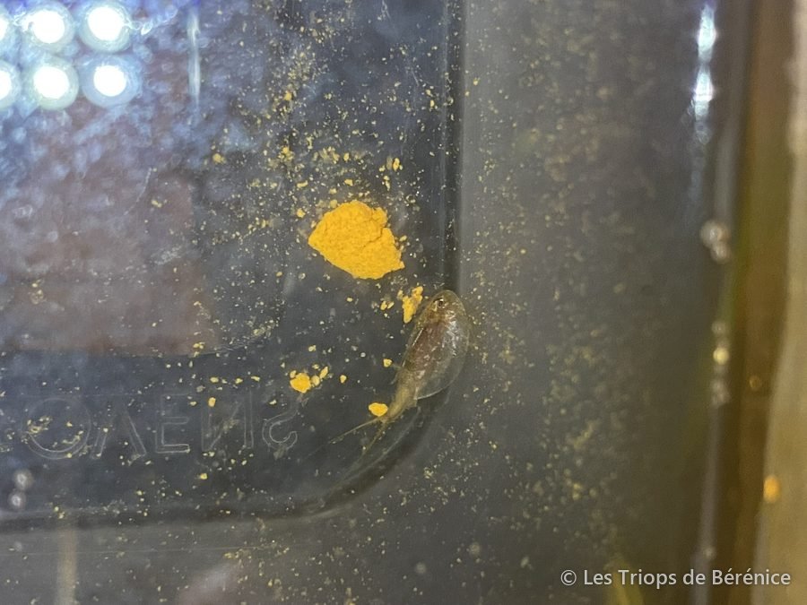 Jeune triops à côté de sa nourriture