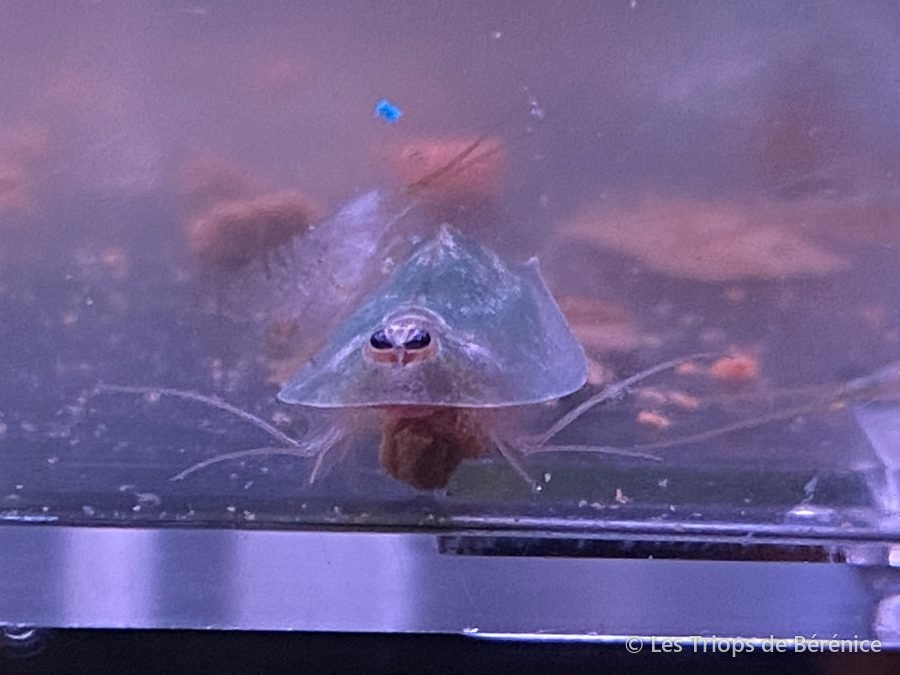 Juvéniles de triops en train de manger