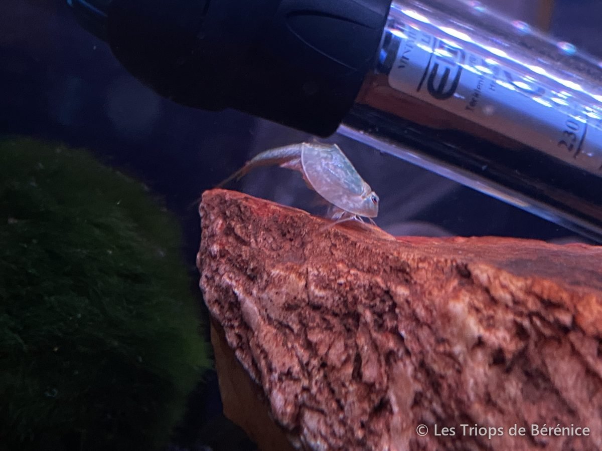 Triops sur une roche près du chauffage