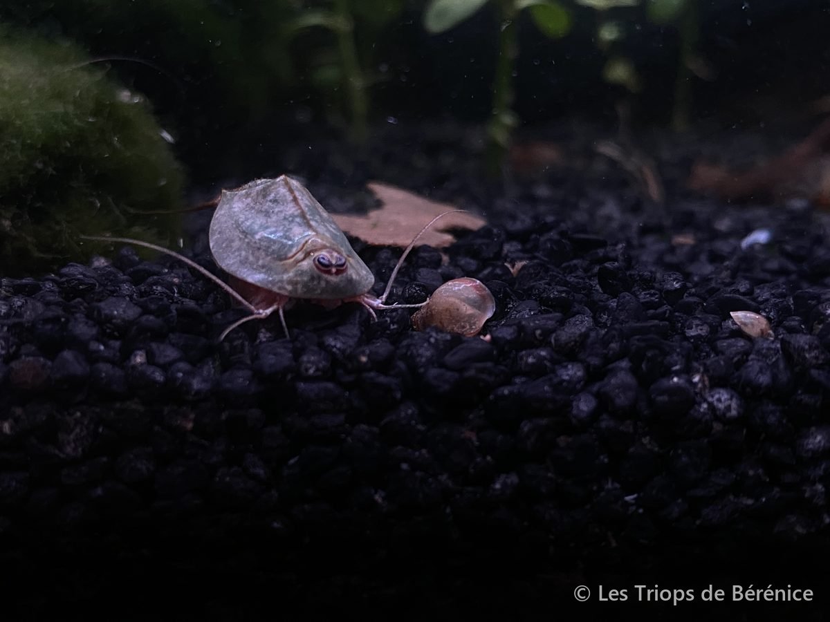 Triops à côté d'un escargot