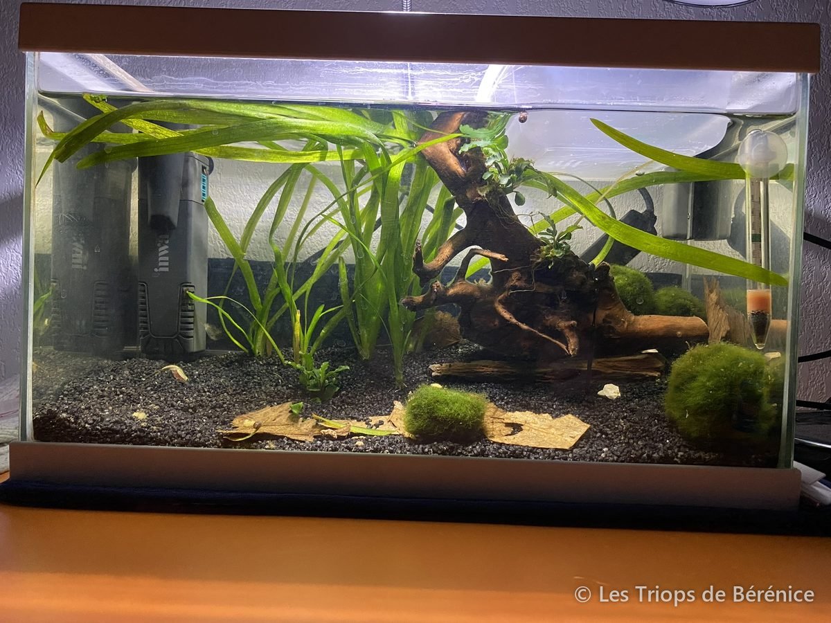 Aquarium de triops installé avec plantes et boules de mousse