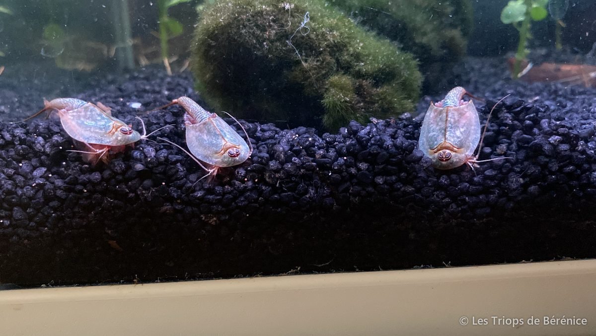 Trois triops dans leur bac