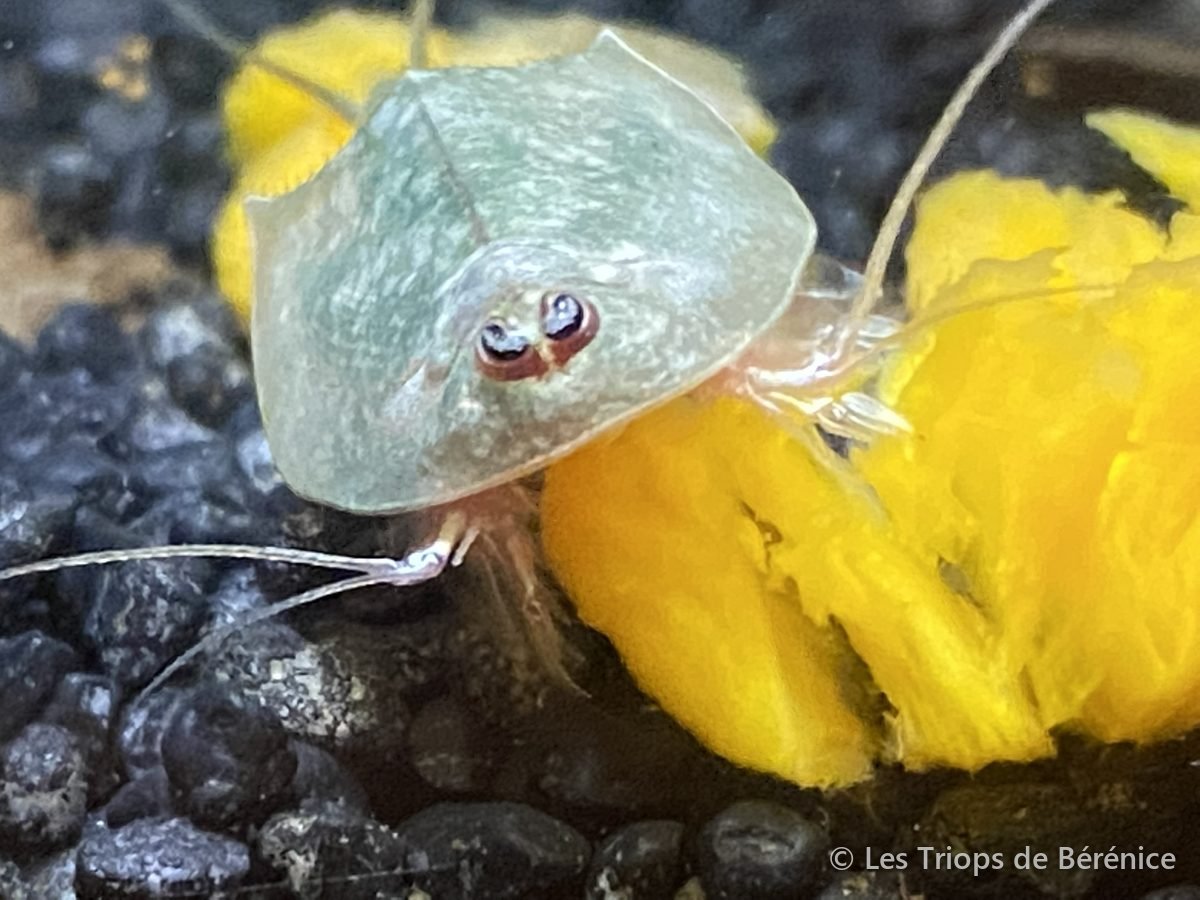Triops mangeant du potiron