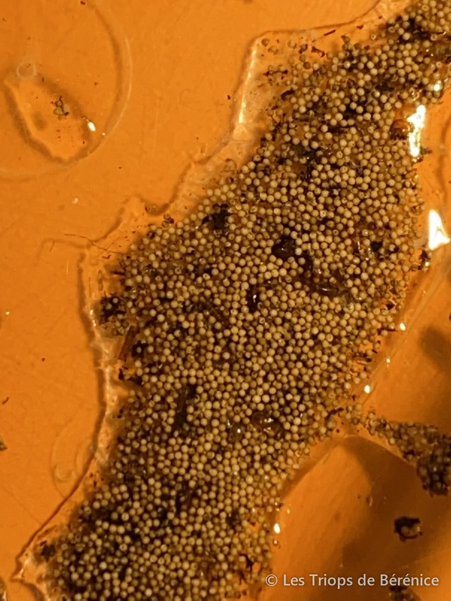 Gros plan sur des œufs de triops