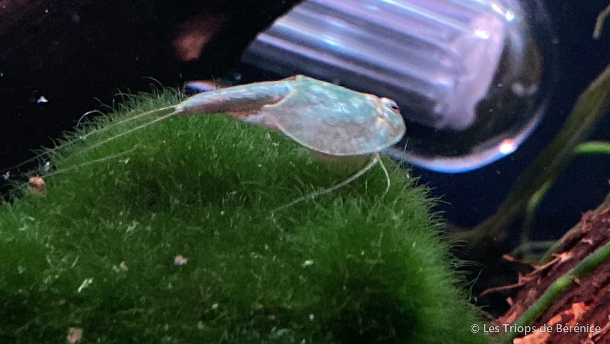 Triops sur une boule de mousse près du chauffage